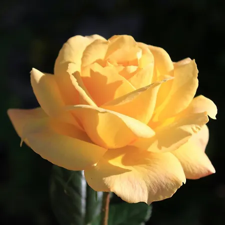 With Parking Space Mastrinka, Ciovo - 9428 Trogir